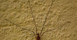 Mosquito