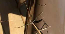 Stick Bug