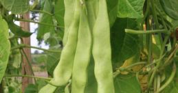 Feijao