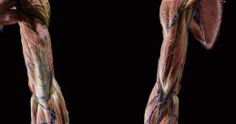 Limb