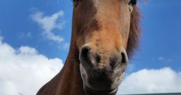 Cavalo