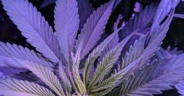 Purp