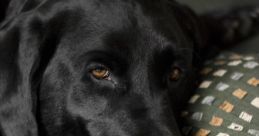 Pet Dog