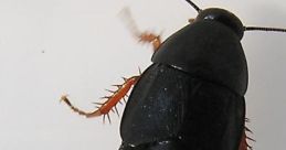 Roach