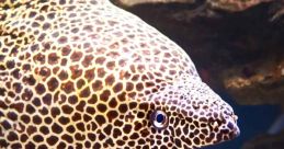 Eel