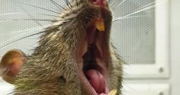 Rat Burp
