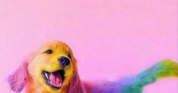 Fofa