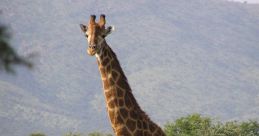 Giraffe