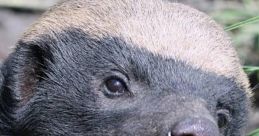 Badger