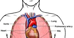 Chest