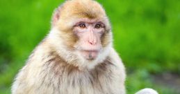 Singe