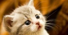 Cat Meme