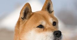 Inu