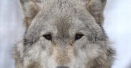 Wolf Growl
