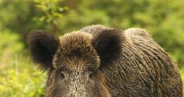 Sanglier