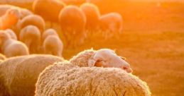 Sheep