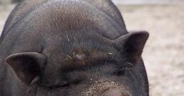 Porco The first that we encounter is "Porcão," which is a Portuguese word that translates to "big pig" in English. This