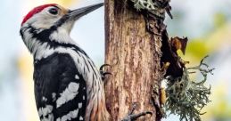 Woodpecker