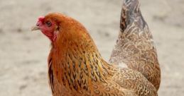 Gallina