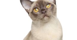 Burmese