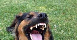 Dog Laugh