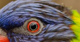Bird The cacophony of bird filled the air, ranging from the high-pitcheduak of a Caddicarus bird to the deep, resonating