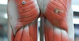 Leg