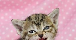 Meowing If you've ever owned a cat, you know that one of the most common they make is the Meowing . It's their way of