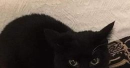 Maxwell Cat