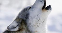 Wolf Howl