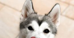 Hund