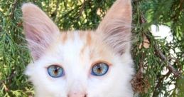 Gatito