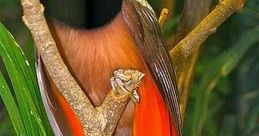 Aves