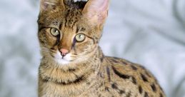 Katt