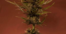 Maconha
