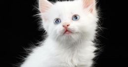 Little Cat