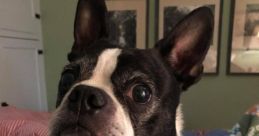 Excuseme If you are in need of some unique and attention-grabbing for your projects or personal use, look no further than