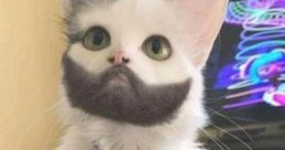 Huh Cat