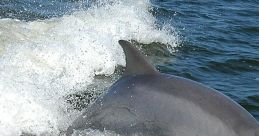 Dolphin Noise
