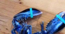 Blue Lobster