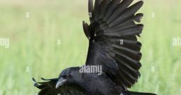 Crow