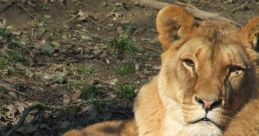 Lioness and her cub resting peacefully on the ground, showcasing the beauty of maternal care in the animal kingdom.