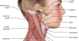 My Neck