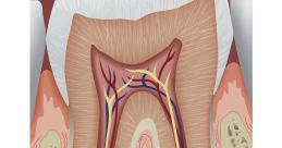 Tooth