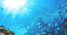 Under The Sea