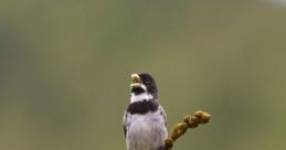 Tui Tui
