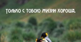 Моё