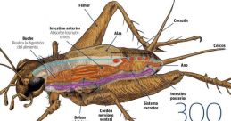 Grillos The soft chirping of the crickets fills the night air, creating a soothing melody that lulls you into a peaceful