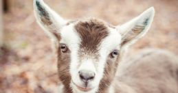 The Goat