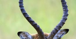 Horn